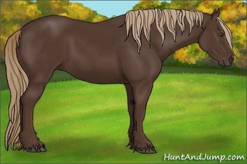 Horse Color:Liver Chestnut Rabicano 
