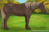Horse Color:Liver Chestnut Rabicano