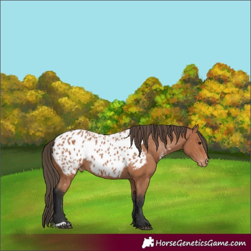 Horse Color:Bay Appaloosa 