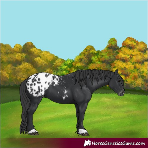Horse Color:Black Appaloosa
