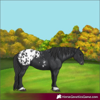 Horse Color:Black Appaloosa 