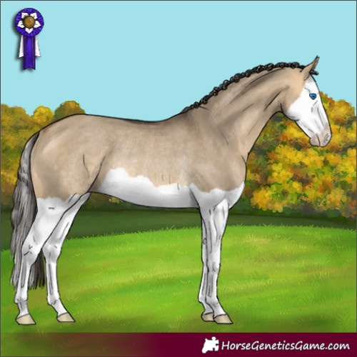Horse Color:Buckskin Dun Splash Rabicano 