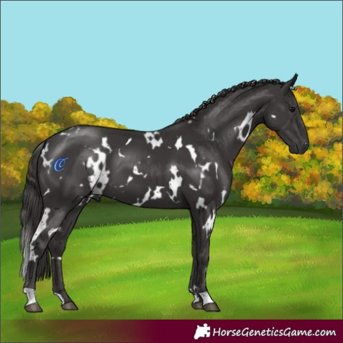 Horse Color:White Spotted Smoky Black 