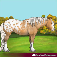 Horse Color:Silver Buckskin Appaloosa