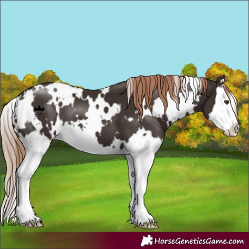 Horse Color:White Spotted Liver Chestnut Splash 