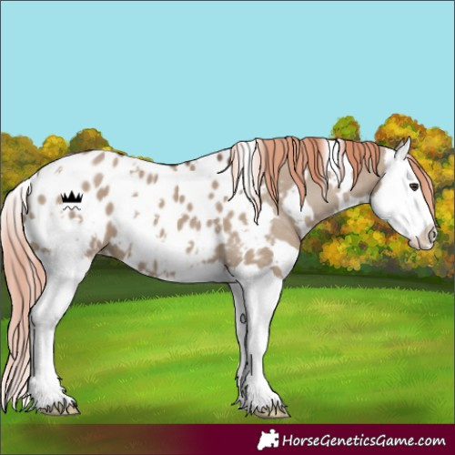 Horse Color:White Spotted Liver Red Dun Splash Appaloosa