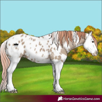 Horse Color:White Spotted Liver Red Dun Splash Appaloosa 