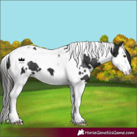 Horse Color:White Spotted Liver Chestnut Splash Tobiano 