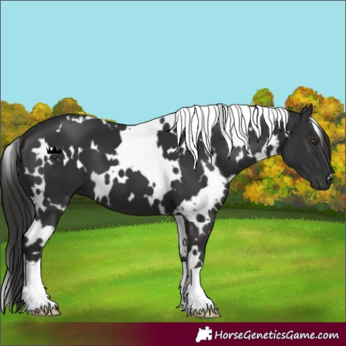 Horse Color:White Spotted Liver Chestnut