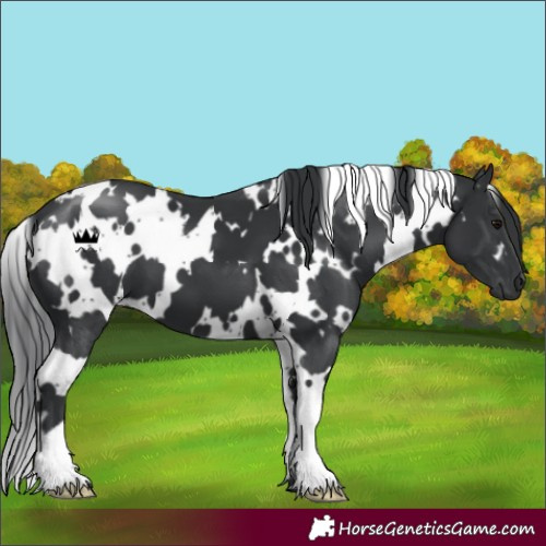 Horse Color:White Spotted Black 