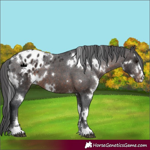 Horse Color:White Spotted Brown Varnish 
