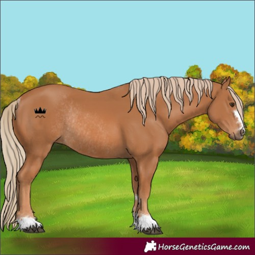 Horse Color:Chestnut Rabicano