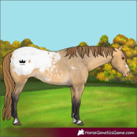 Horse Color:Buckskin Dun Snowcap 