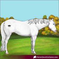 Horse Color:Cremello Appaloosa 