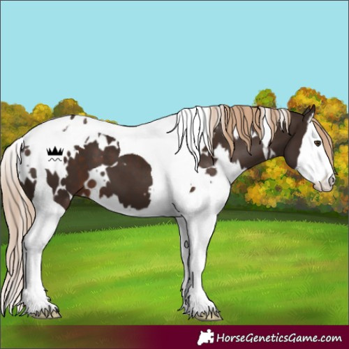 Horse Color:White Spotted Liver Chestnut Splash Tobiano 
