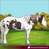 Horse Color:White Spotted Liver Chestnut Splash Tobiano 