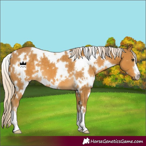 Horse Color:White Spotted Palomino 