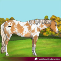 Horse Color:White Spotted Palomino 