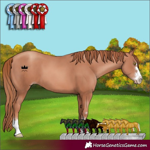 Horse Color:Gold Champagne 