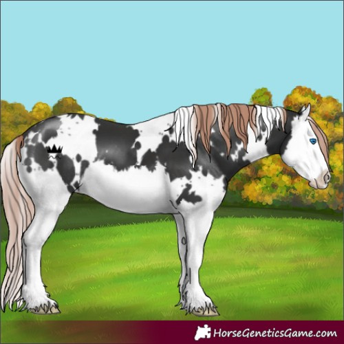 Horse Color:White Spotted Liver Chestnut Splash