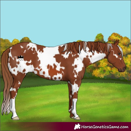 Horse Color:White Spotted Chestnut