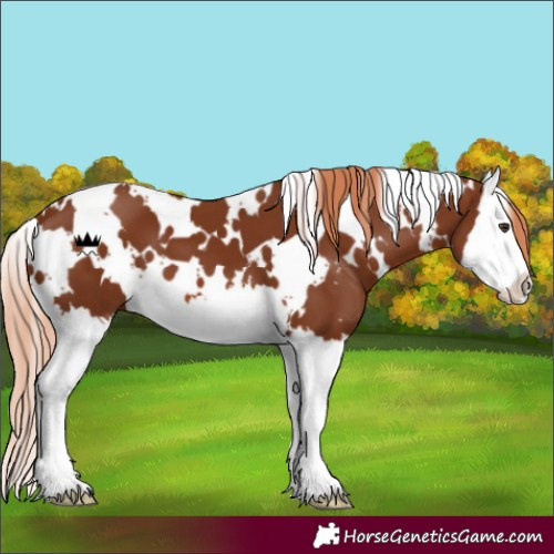 Horse Color:White Spotted Chestnut Splash