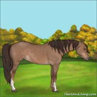 Horse Color:Liver Red Dun  and Liver Red Dun 