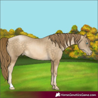 Horse Color:Buckskin Pearl 