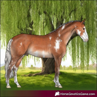 Horse Color:Silver Bay Sabino 
