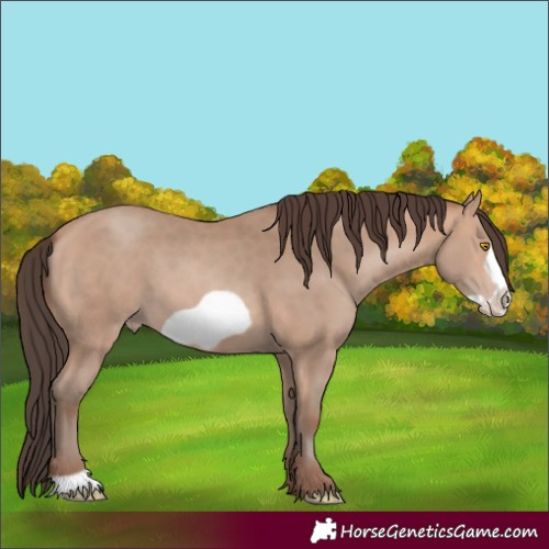 Horse Color:Amber Champagne Frame 