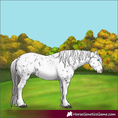 Horse Color:White Spotted Black Splash Tobiano Frame Appaloosa