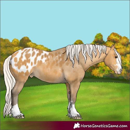 Horse Color:Silver Buckskin Blanket 