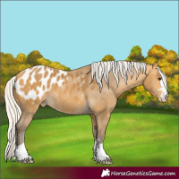 Horse Color:Silver Buckskin Blanket 
