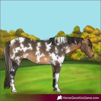 Horse Color:White Spotted Buckskin 
