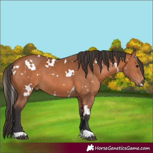 Horse Color:White Spotted Bay 
