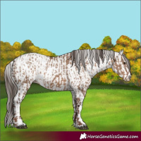 Horse Color:Liver Red Dun  and White Spotted Liver Red Dun 