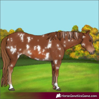 Horse Color:White Spotted Chestnut 