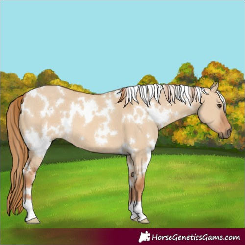 Horse Color:White Spotted Red Dun