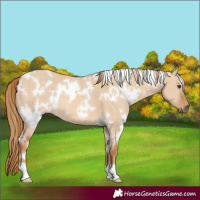 Horse Color:White Spotted Red Dun