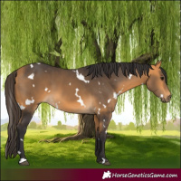 Horse Color:White Spotted Buckskin 
