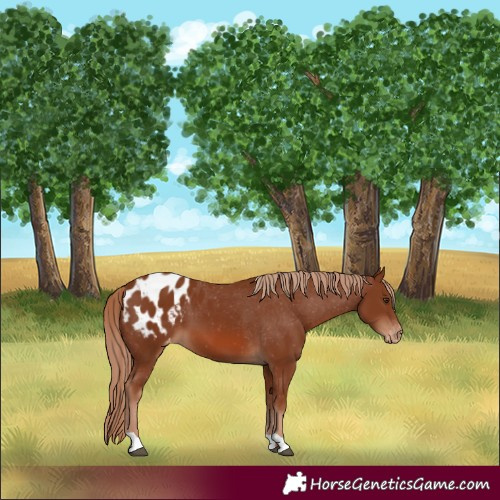 Horse Color:Chestnut Blanket 
