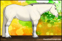 Horse Color:Buckskin Varnish 