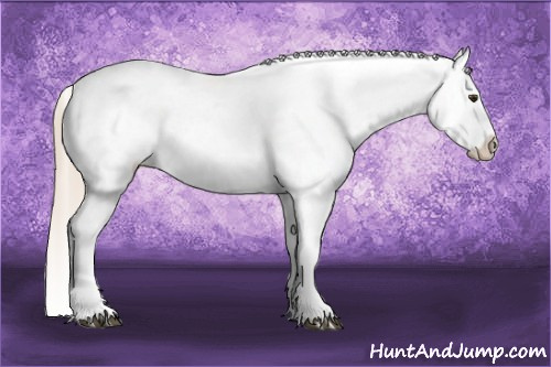 Horse Color:Palomino Appaloosa