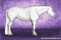 Horse Color:Palomino Appaloosa 