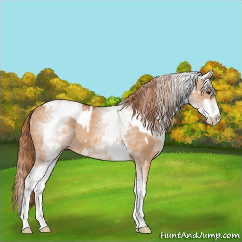 Horse Color:White Spotted Red Dun Rabicano  and White Spotted Red Dun Rabicano 