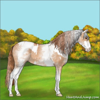 Horse Color:White Spotted Red Dun Rabicano  and White Spotted Red Dun Rabicano 