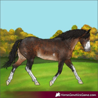 Horse Color:Gray Brown Sabino