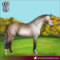 Horse Color:Gray Buckskin 