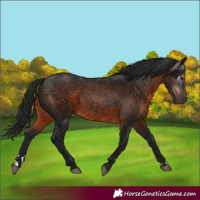 Horse Color:Gray Brown 