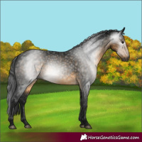 Horse Color:Gray Buckskin